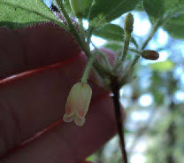 Attēlu rezultāti vaicājumam “Menziesia ferruginea”