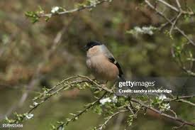 Attēlu rezultāti vaicājumam “Pyrrhula pyrrhula female”
