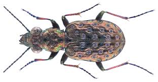 Attēlu rezultāti vaicājumam “Elaphrus cupreus”