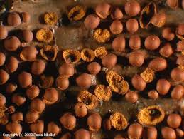 Attēlu rezultāti vaicājumam “Perichaena corticalis”