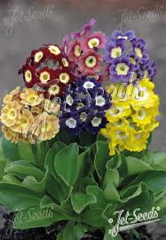 Attēlu rezultāti vaicājumam “Primula x margotae”