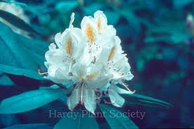 Attēlu rezultāti vaicājumam “Gaultheria cuneata”