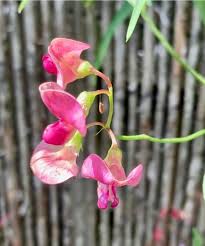Attēlu rezultāti vaicājumam “Lathyrus sylvestris flower”