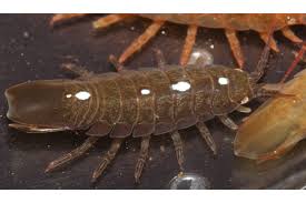 Attēlu rezultāti vaicājumam “Idaea emarginata”