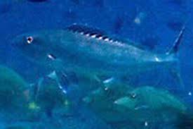 Image result for Aprion virescens