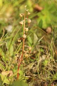 Attēlu rezultāti vaicājumam “Pyrola rotundifolia fruit”