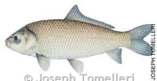 Image result for Ictiobus cyprinellus