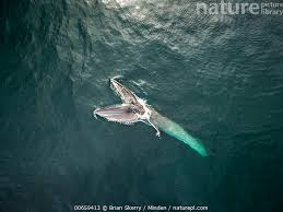 Image result for Balaenoptera borealis