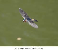 Image result for Petrochelidon pyrrhonota