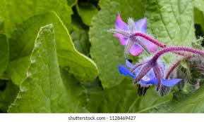 Attēlu rezultāti vaicājumam “Borago officinalis bud”