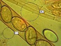 Attēlu rezultāti vaicājumam “Geopora arenicola”