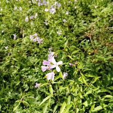 Attēlu rezultāti vaicājumam “Cardamine bulbifera flower”