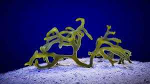 Attēlu rezultāti vaicājumam “Leskea polycarpa macro”