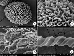Attēlu rezultāti vaicājumam “Isopaches bicrenatus”