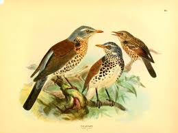 Attēlu rezultāti vaicājumam “Turdus pilaris”