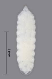 Attēlu rezultāti vaicājumam “Cystiphora sanguinea”