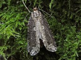 Attēlu rezultāti vaicājumam “Scardia boletella”