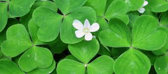 Attēlu rezultāti vaicājumam “Cribraria oregana”