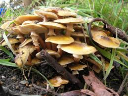 Attēlu rezultāti vaicājumam “Lycogala asperum young”