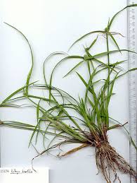 Attēlu rezultāti vaicājumam “Cyperaceae”