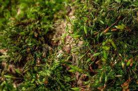 Attēlu rezultāti vaicājumam “Brachytheciastrum velutinum”