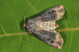 Attēlu rezultāti vaicājumam “Mythimna sp.”