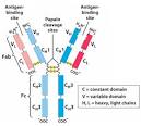 differenti dell'<b>anticorpo</b>