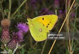 Attēlu rezultāti vaicājumam “Colias croceus”