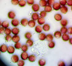 Attēlu rezultāti vaicājumam “Physarum diderma”