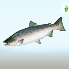 Image result for Oncorhynchus