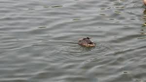 Attēlu rezultāti vaicājumam “Podiceps cristatus juvenile”