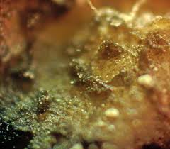 Attēlu rezultāti vaicājumam “Lycogala convexum macro”