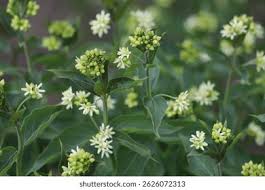 Attēlu rezultāti vaicājumam “Vincetoxicum hirundinaria”