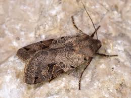 Attēlu rezultāti vaicājumam “Agrochola litura”