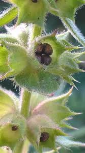 Attēlu rezultāti vaicājumam “Stachys palustris fruit”