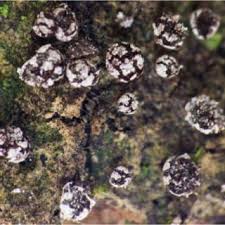 Attēlu rezultāti vaicājumam “Lamproderma nigrescens young”