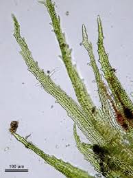 Attēlu rezultāti vaicājumam “Ephemerum serratum”