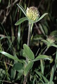 Attēlu rezultāti vaicājumam “Trifolium alpestre flower”