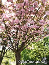 Attēlu rezultāti vaicājumam “Prunus (sakura)”