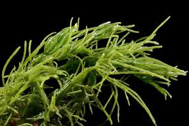 Attēlu rezultāti vaicājumam “Chara hispida”