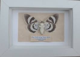 Attēlu rezultāti vaicājumam “Catocala fraxini”