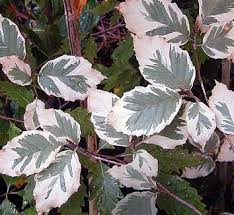 Attēlu rezultāti vaicājumam “Fagus sylvatica fo. laciniata”