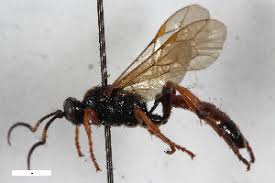 Attēlu rezultāti vaicājumam “Diphyus latebricola”