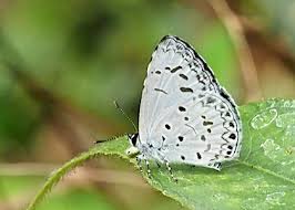 Attēlu rezultāti vaicājumam “Polyommatinae”