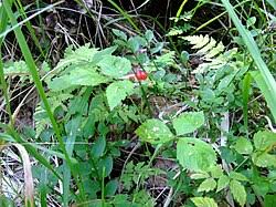 Attēlu rezultāti vaicājumam “Rubus saxatilis flower”