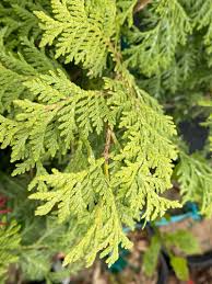 Attēlu rezultāti vaicājumam “Thuja occidentalis leaf”