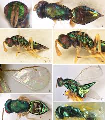 Attēlu rezultāti vaicājumam “Euura brevicornis larva”
