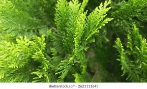Attēlu rezultāti vaicājumam “Thuja occidentalis leaf”