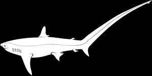 Image result for Alopias vulpinus