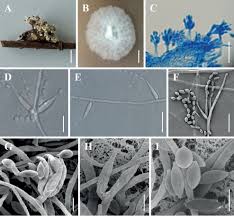 Attēlu rezultāti vaicājumam “Akanthomyces aculeatus”